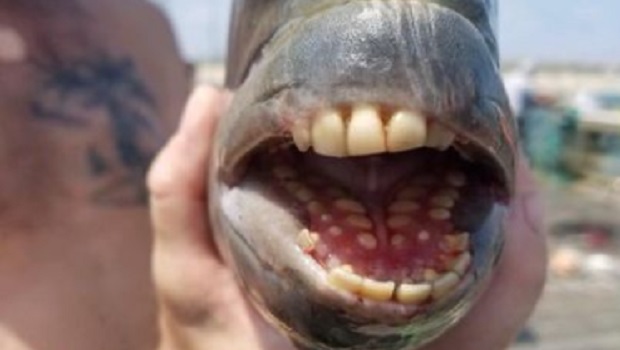 C’est impressionnant ! Un poisson ayant des dents d’homme pêché